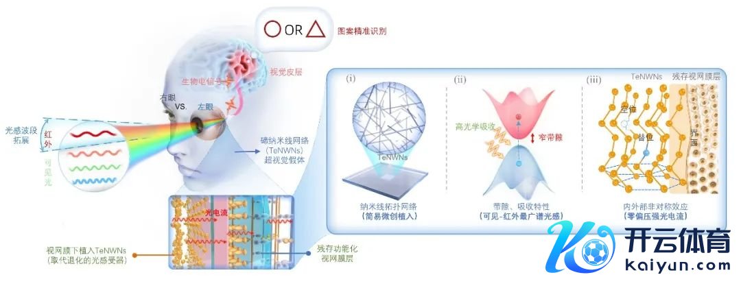 TeNWNs成立和增强盲东说念主视觉暗示图及作用机制